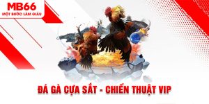 Đá Gà Cựa Sắt - Chiến Thuật Để Đánh Bại Tất Cả Đối Thủ